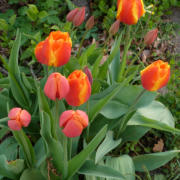 Tulpen im Garten ©PICTUREDESIGN