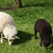 Schafe weiß und schwarz ©PICTUREDESIGN